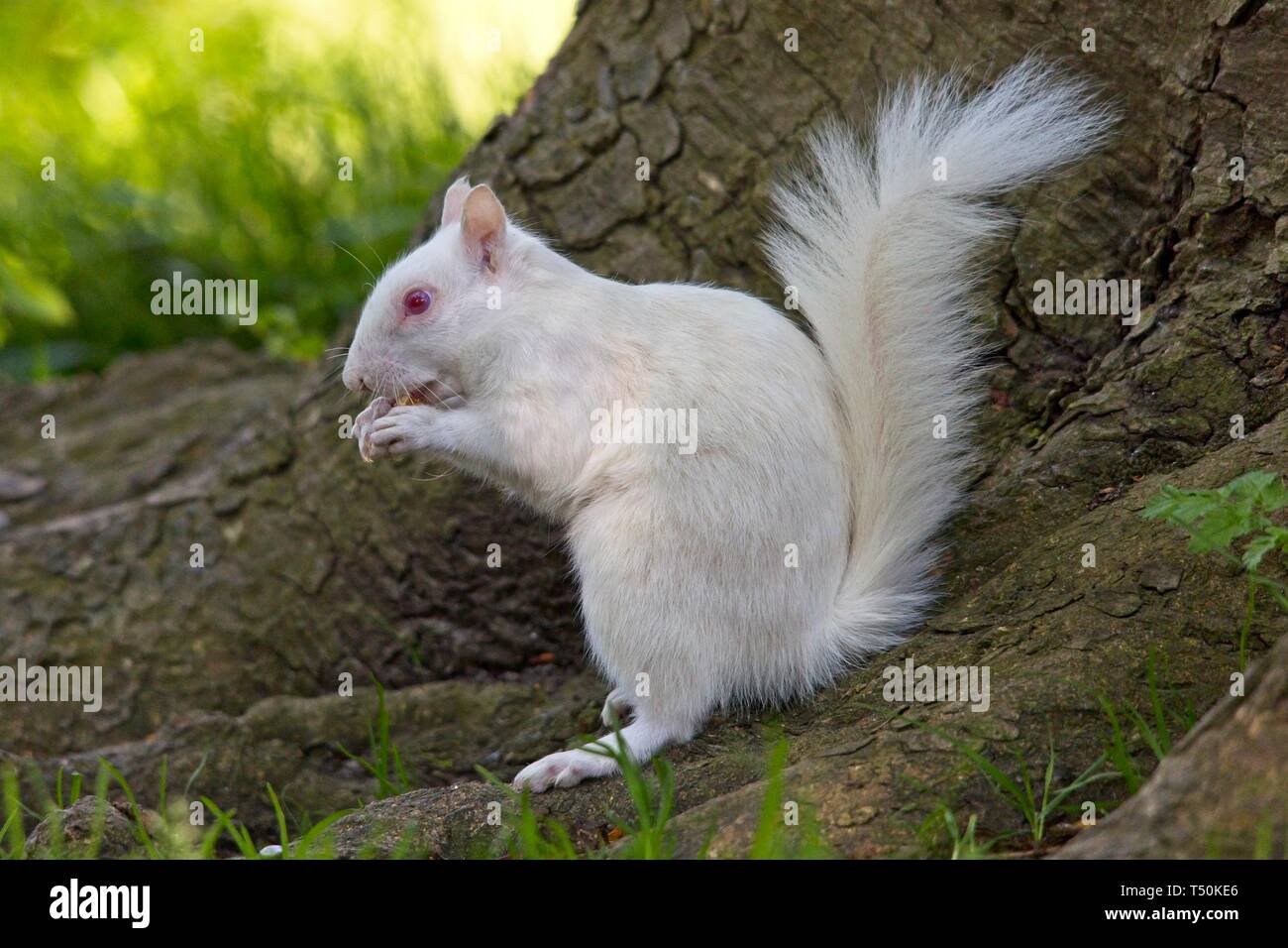 True Squirrels Hi Res Stock Photography And Images Alamy