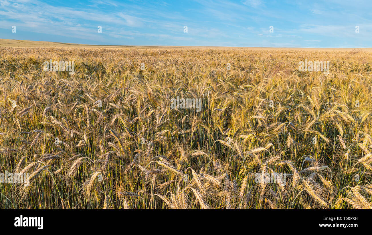 Rural landscape. Golden rye field. Secale cereale. Natural background. Ripe cereal ears closeup. Summer blue sky. Organic forage crop on farm land. Stock Photo