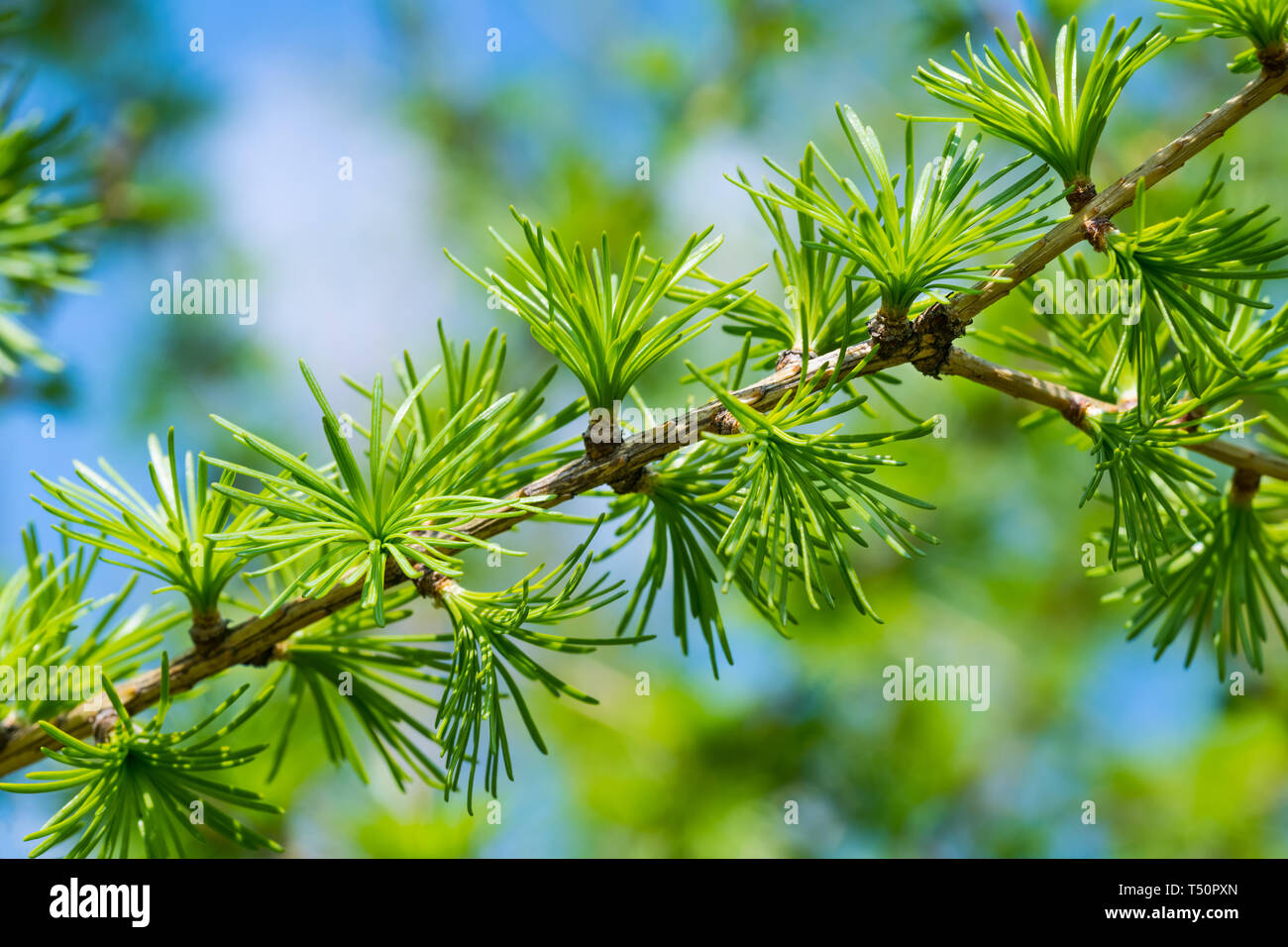 European larch branch. Spring sky, foliage detail. Larix decidua. Light green needle-like leaves. Young evergreen deciduous tree. Playful leaf cluster. Stock Photo