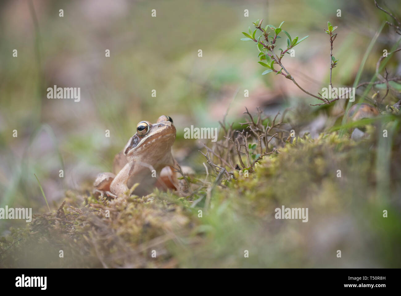 Agile frog, Rana dalmatina,spring in Kresna Stock Photo