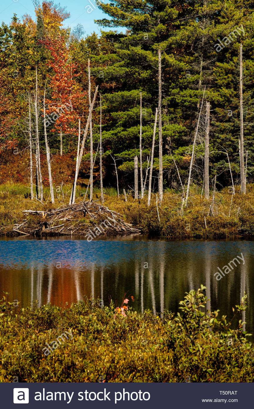 Autumn Colors In Vilas Park Lagoon >> Changing Autumn Colors Reflecting Off The Small Bog Lake In Vilas Autumn Colors In Vilas Park Lagoon >> Changing Autumn Colors Reflecting Off The Small Bog Lake In Vilas