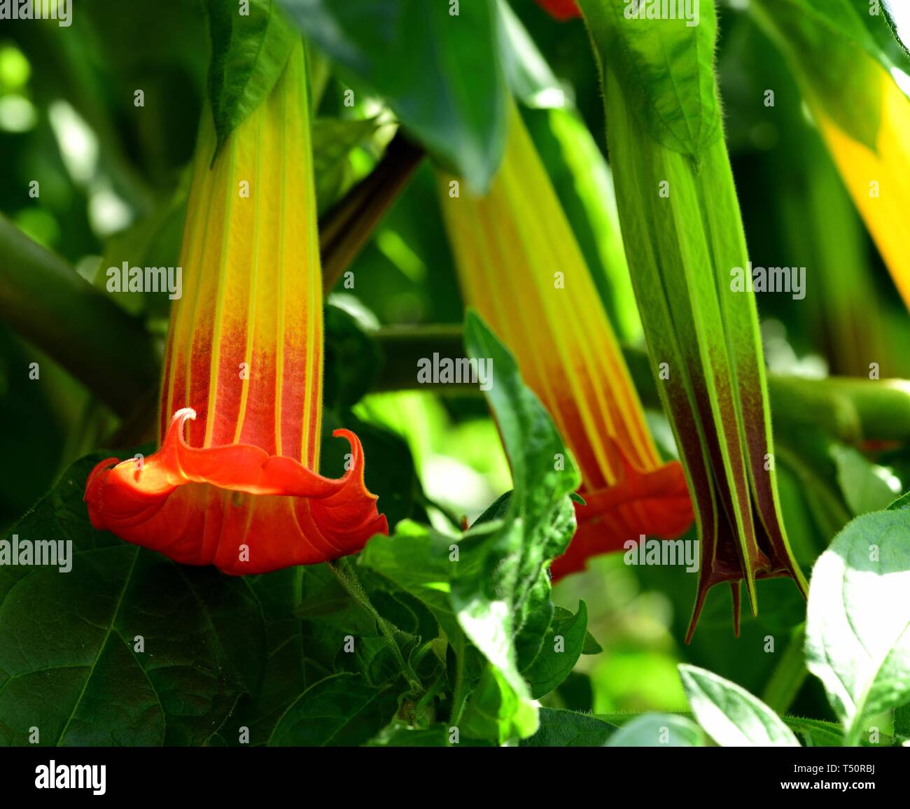 Trumpet shaped flower hires stock photography and images Alamy