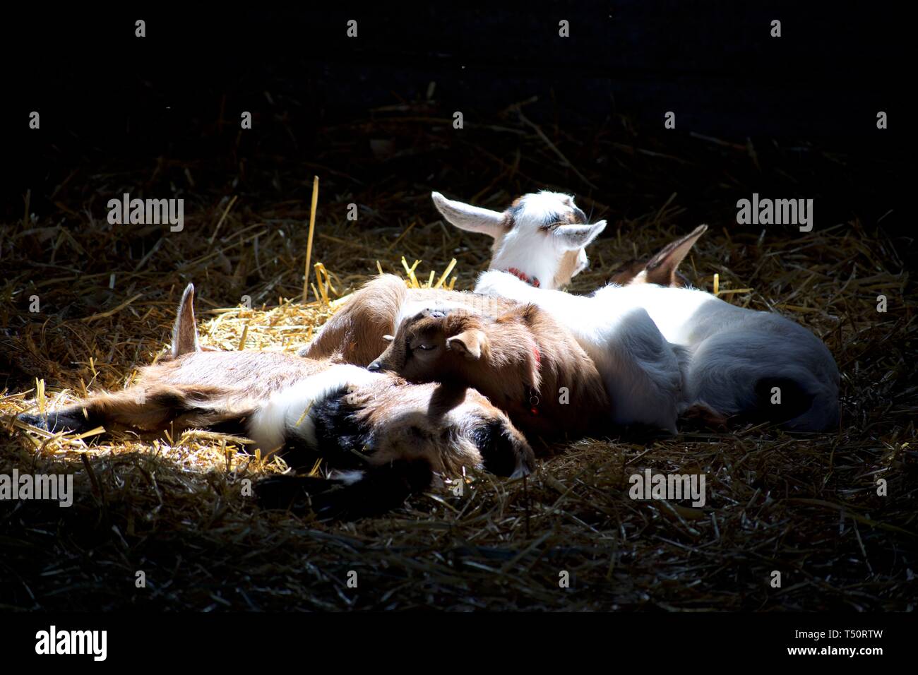 Baby goats sleeping in a sunbeam in the hay inside a barn Stock Photo