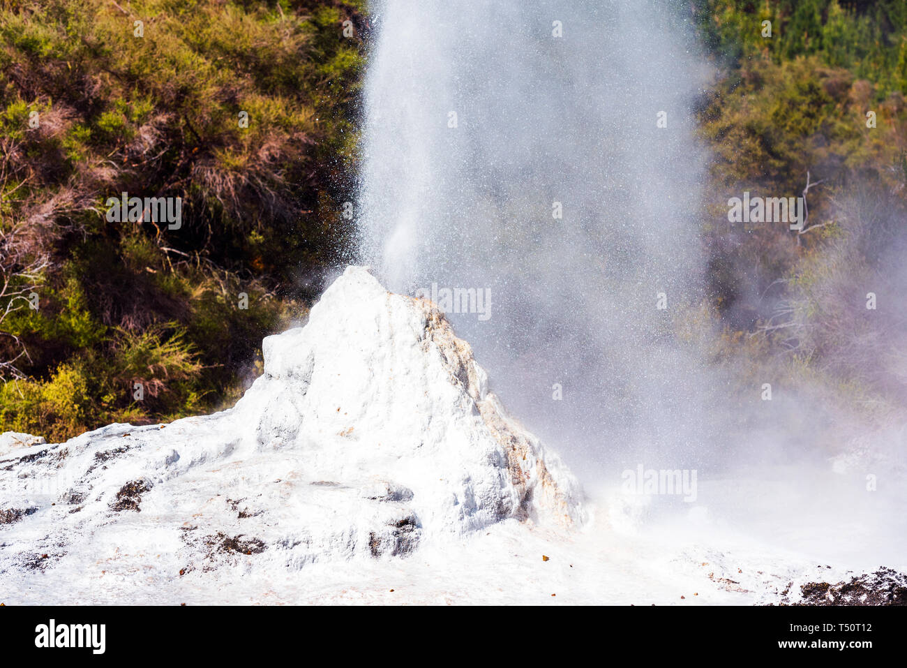 lady knox geyser new zealand