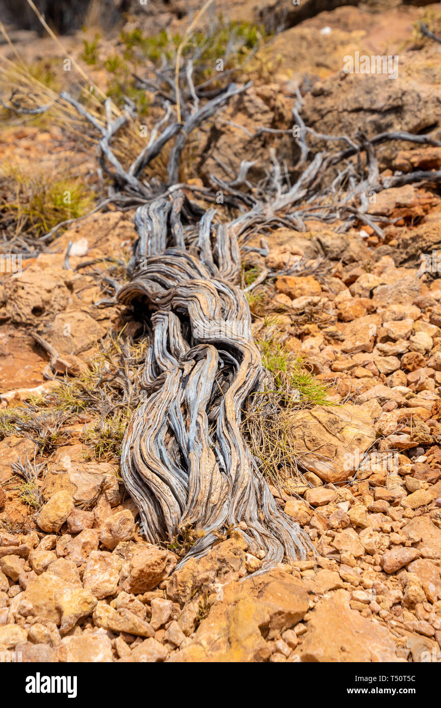 Twisted Plant Stem Australia High Resolution Stock Photography and ...