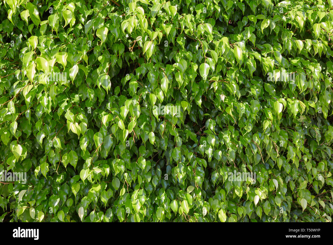 Fresh green leaves texture background in a sunny day Stock Photo