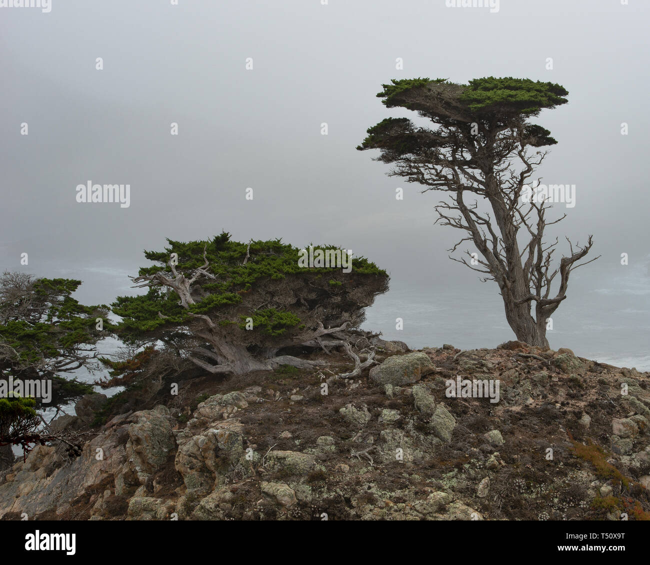 Cypress tree with a marine layer in the Point Lobos state natural reserve. A must see if visiting Monterey or Carmel area. Stock Photo
