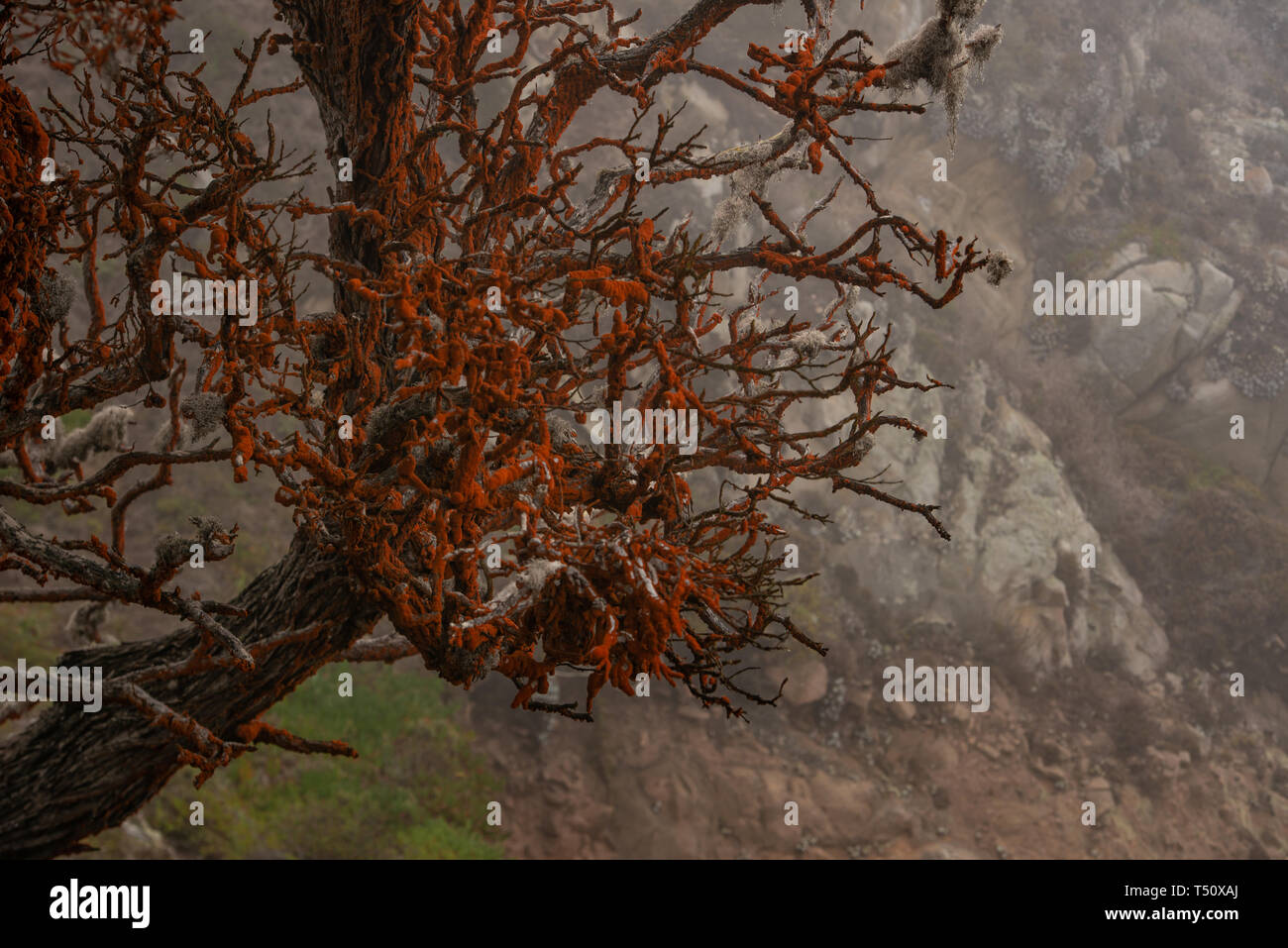 Tree covered in an orange moss and the dew moisture from the marine layer blowing in from the Pacific. Stock Photo