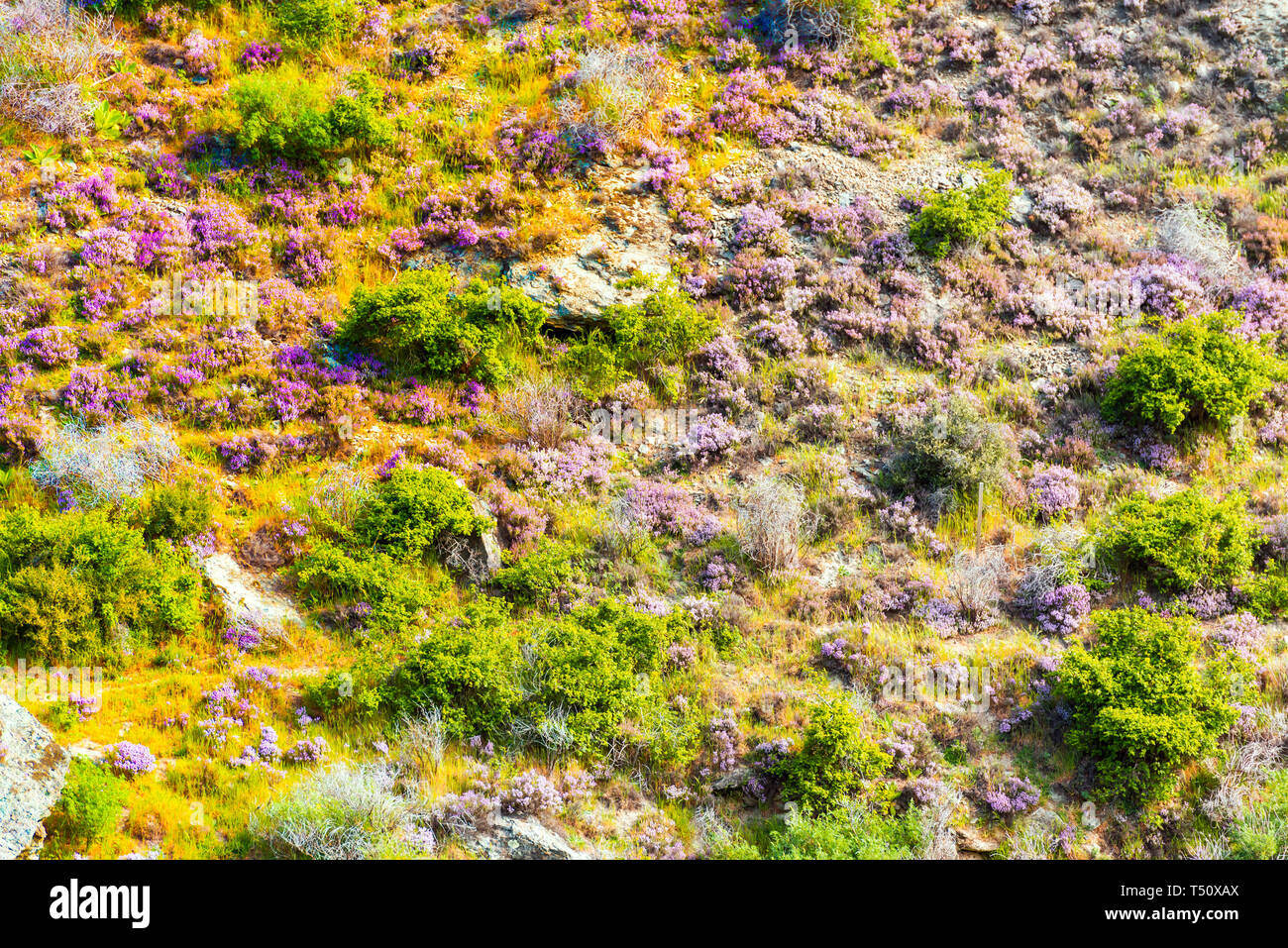 View of the plants on the mountainside, Southern Alps, New Zealand sortiert Stock Photo