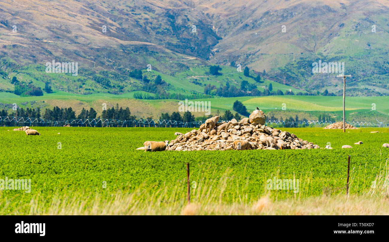 Sheep in the meadow, Southern Alps, New Zealand sortiert Stock Photo