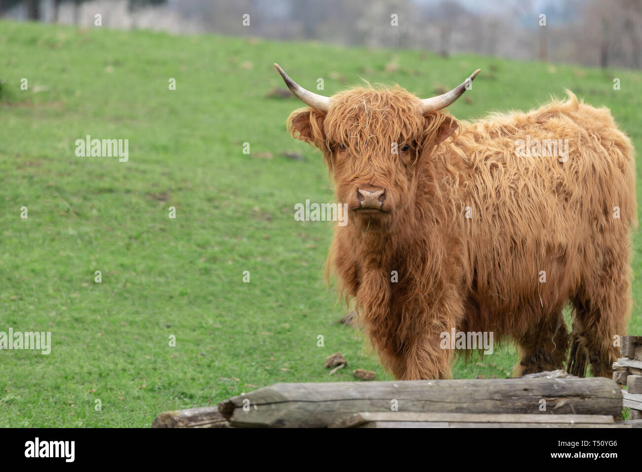 Highland cow cattle in Germany Stock Photo