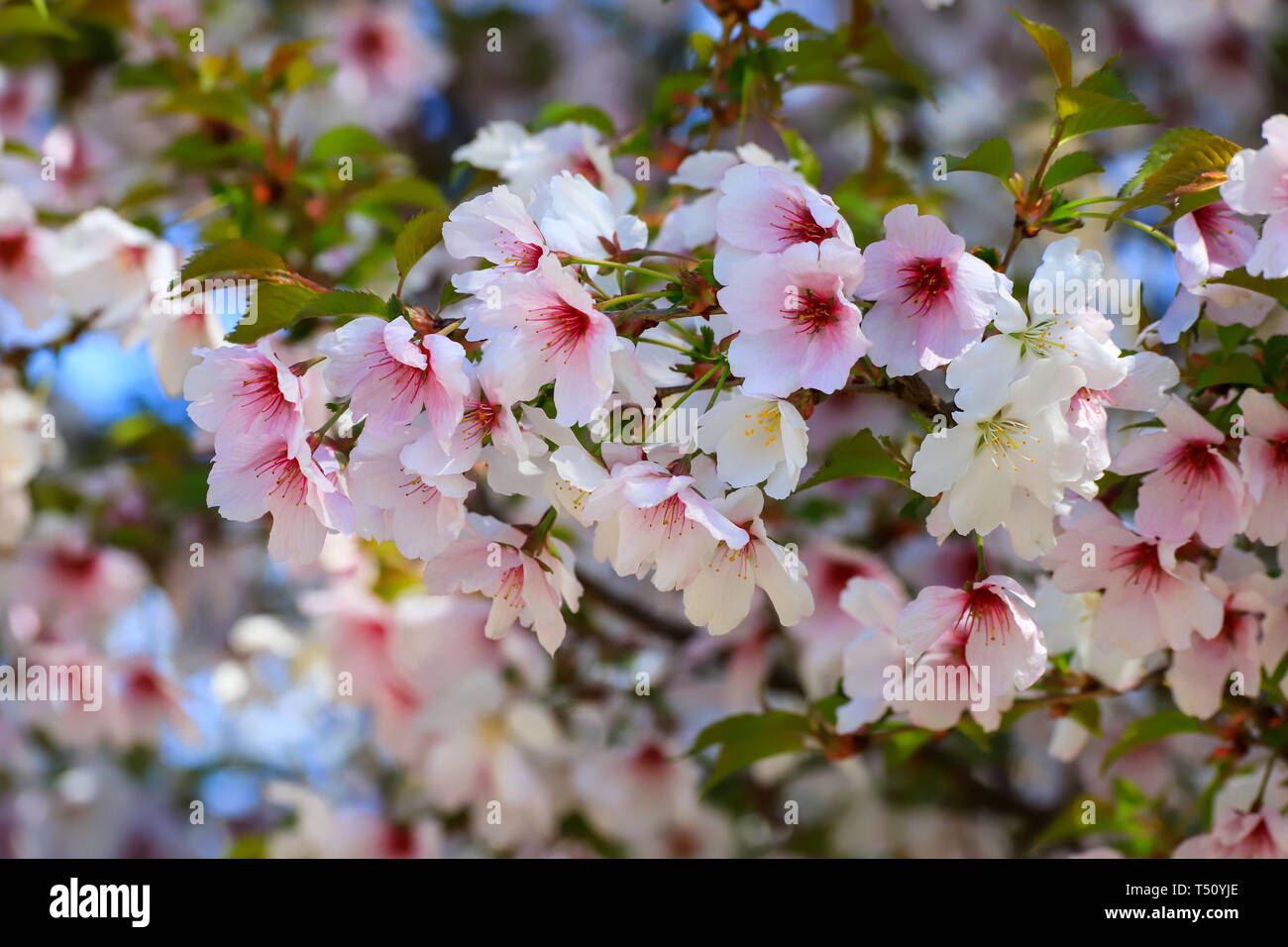 Beautiful White And Pink Cherry Flowers Bloomed On A Tree In Spring Cherry Blossoms In The Garden Fruit Tree Close Up Stock Photo Alamy