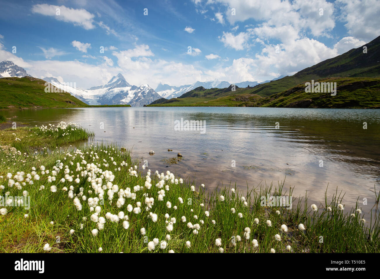 Bachsee (or Bachalpsee) alpine lake. Bernese Oberland. Eriophorum plants. Schreckhorn mountain peak. Grindelwald. Swiss Alps. Switzerland. Europe. Stock Photo