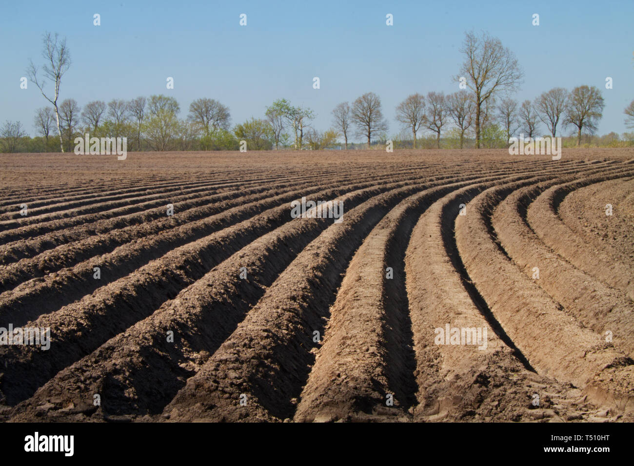 Agricultural landscape with pattern of curved ridges and furrows in a humic sandy field, prepared for cultivation of potatoes Stock Photo