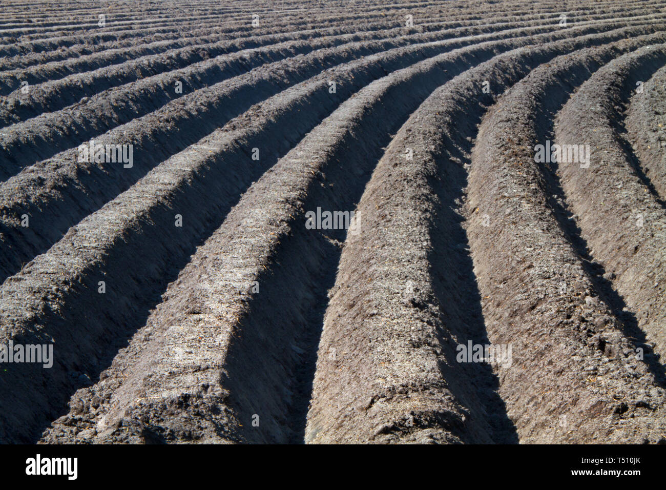 Pattern of curved ridges and furrows in a humic sandy field, prepared for cultivation of potatoes Stock Photo