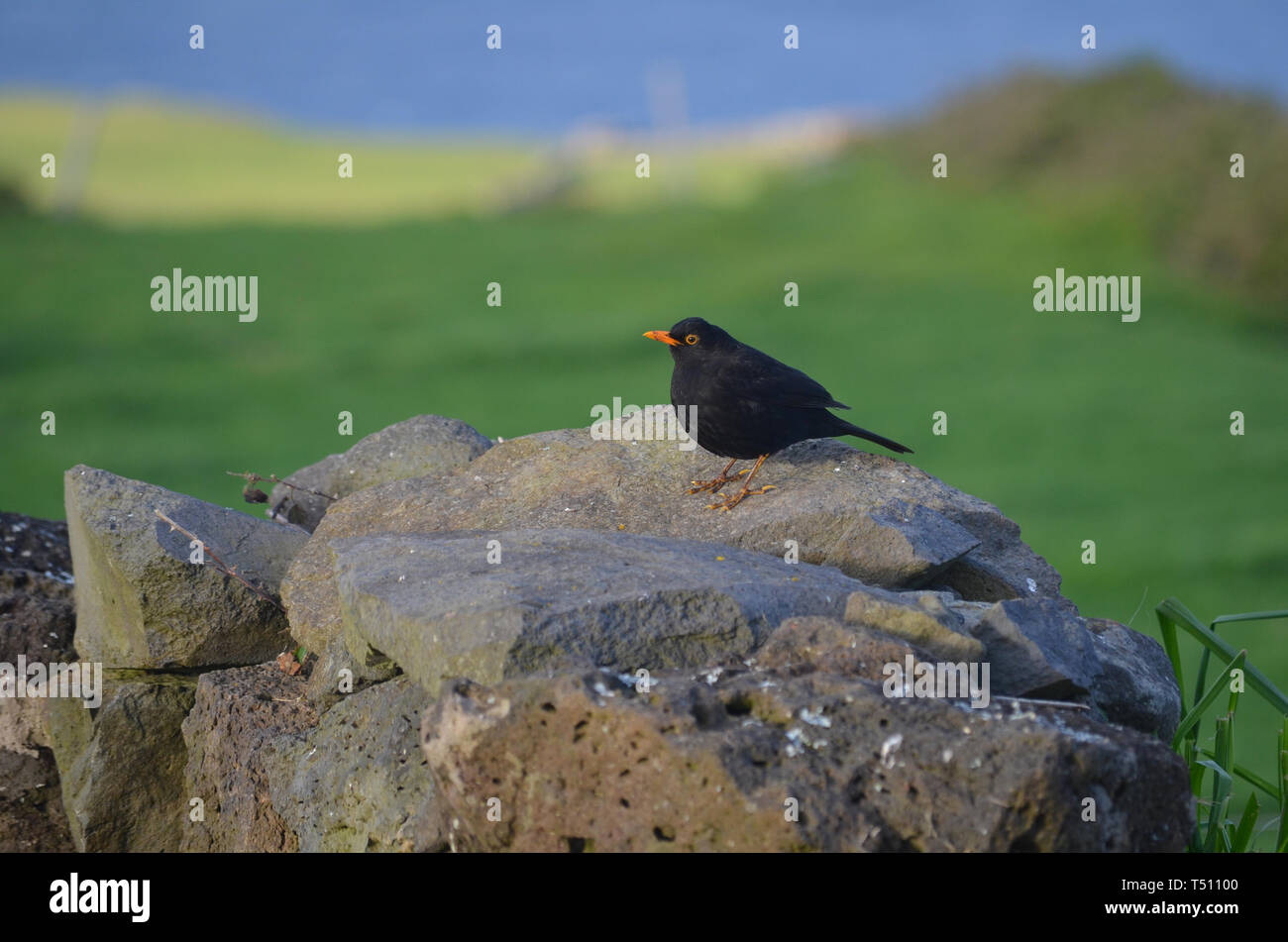 Azorean blackbird Turdus merula azorensis, in Santa Maria island Stock Photo