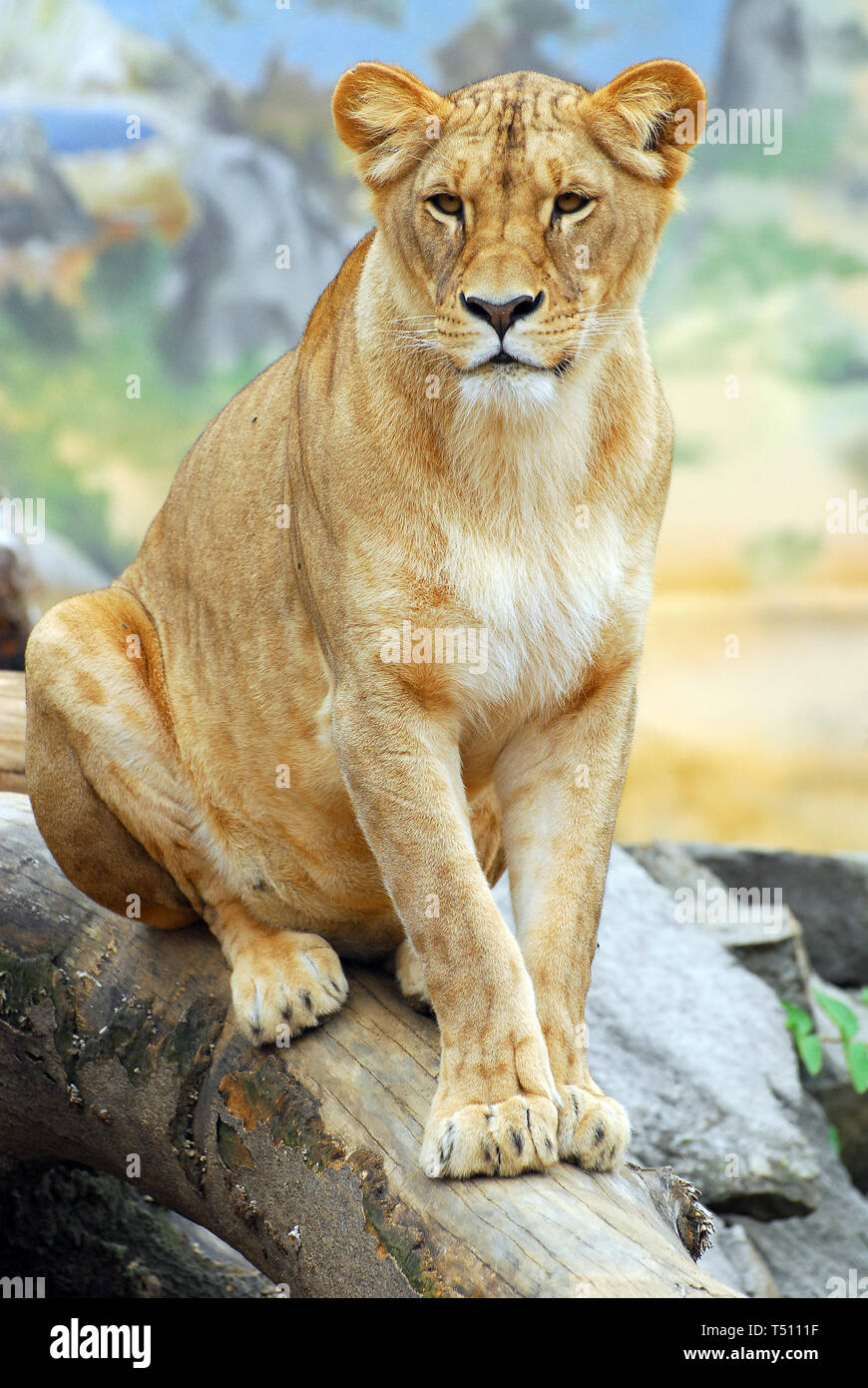 Southwest African lion or Katanga Lion, Angola-Löwe oder Katanga-Löwe, Löwe, Panthera leo bleyenberghi, angolai oroszlán Stock Photo