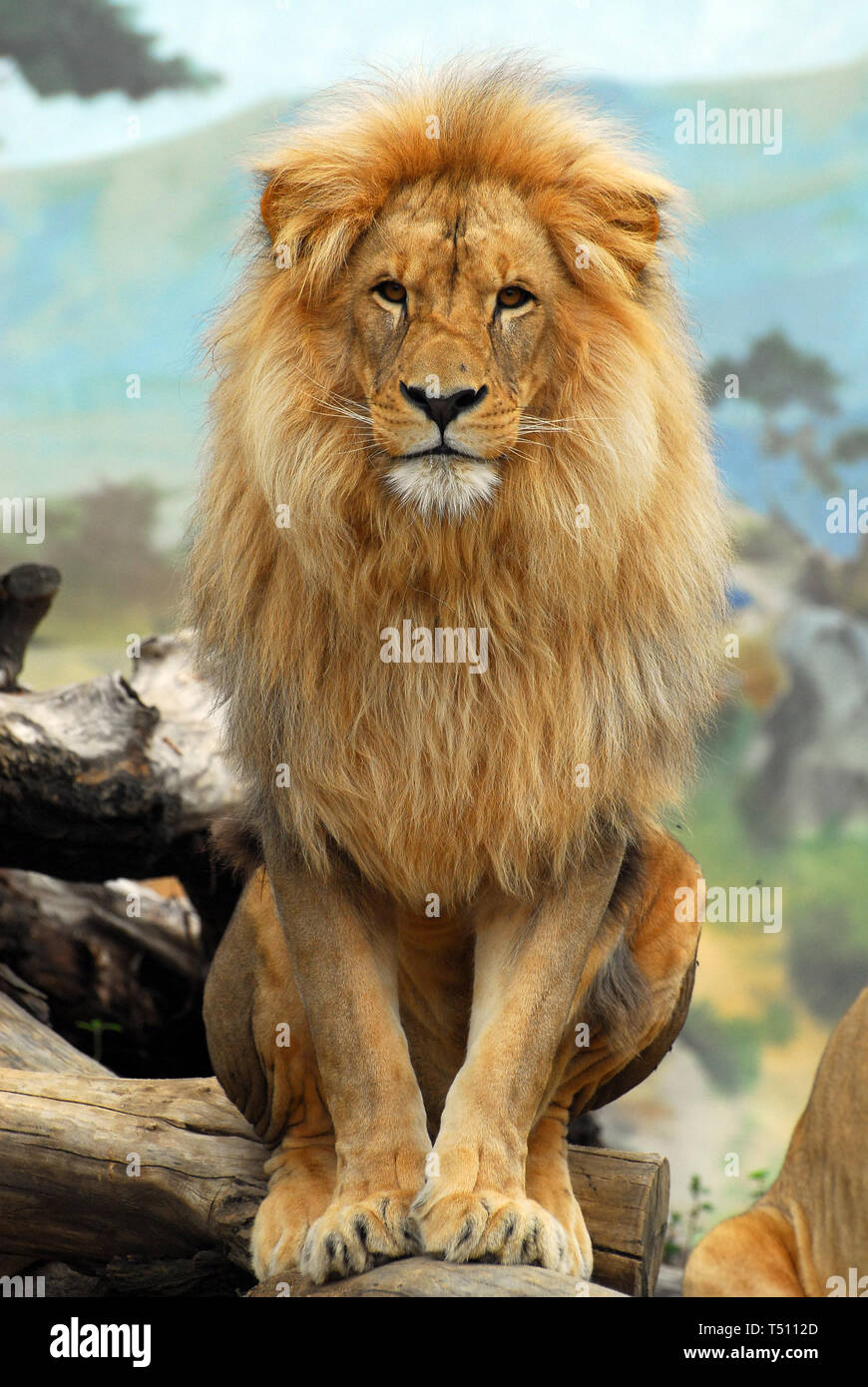 lion, Angola-Löwe oder Katanga-Löwe, Löwe, Panthera leo bleyenberghi, angolai oroszlán Stock Photo