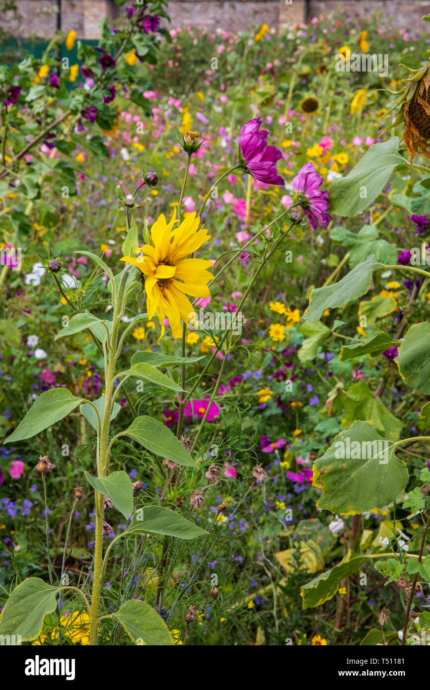 Wildflower garden hi-res stock photography and images - Alamy