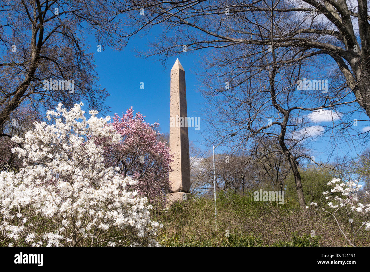 Cleopatra's Needle Obelisk is Surrounded by Blooming Trees in Springtime, Central Park, NYC, USA Stock Photo