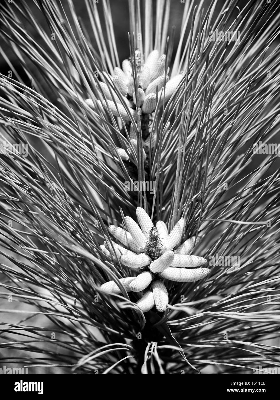 The Woodlands, TX USA - 02/17/2019  -  New Spring Pine Cones in B&W Stock Photo