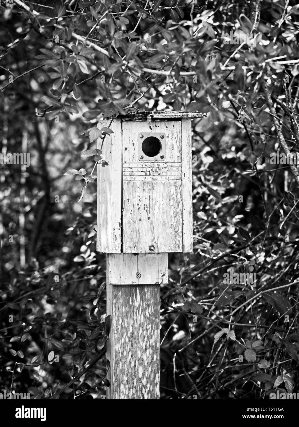 The Woodlands, TX USA - 02/17/2019  -  Old Birdhouse in Woods in B&W Stock Photo