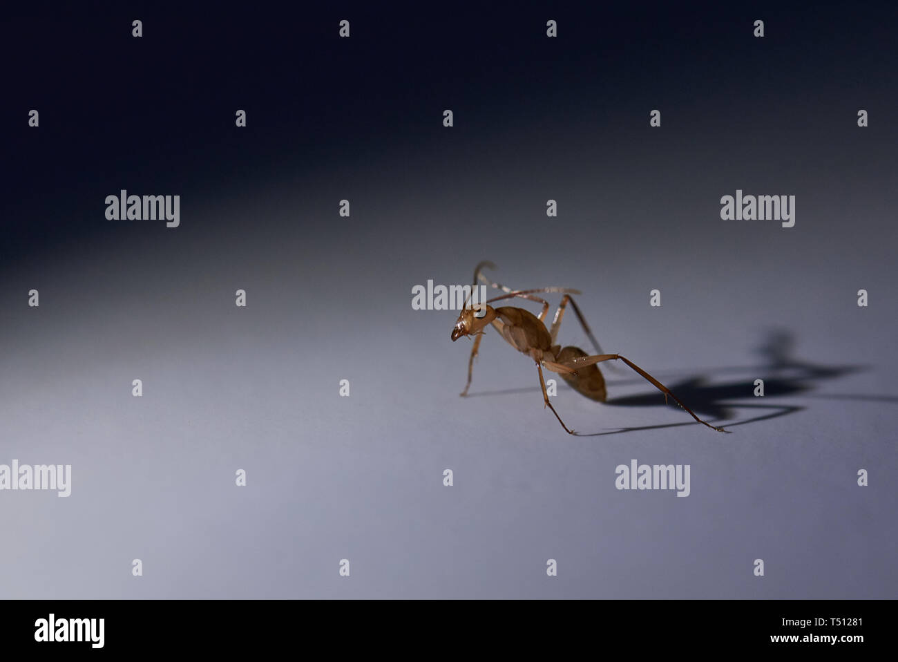 One brown ant stay on gray background close up Stock Photo
