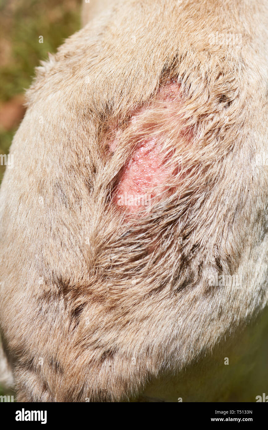 Scratched blood stain dog skin. Dog skin disease Stock Photo