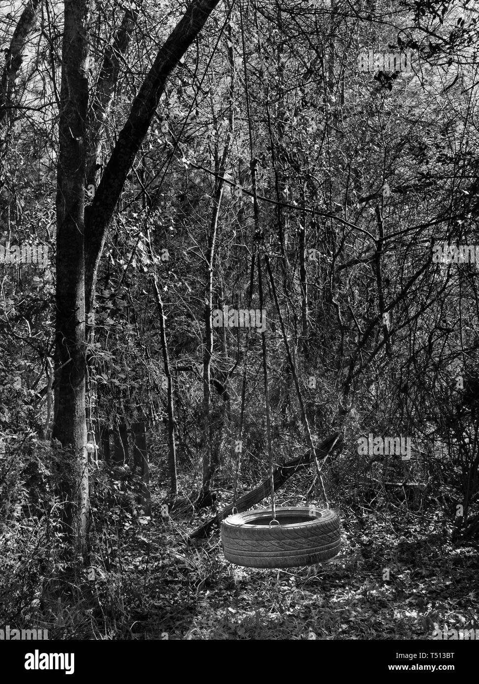 The Woodlands TX USA - 01/09/2019  -  Tire Swing in the Woods in B&W Stock Photo