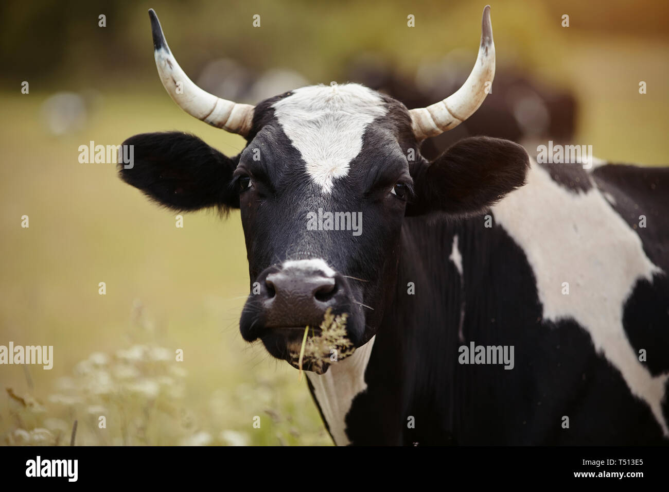 Black cow white muzzle hi-res stock photography and images - Alamy