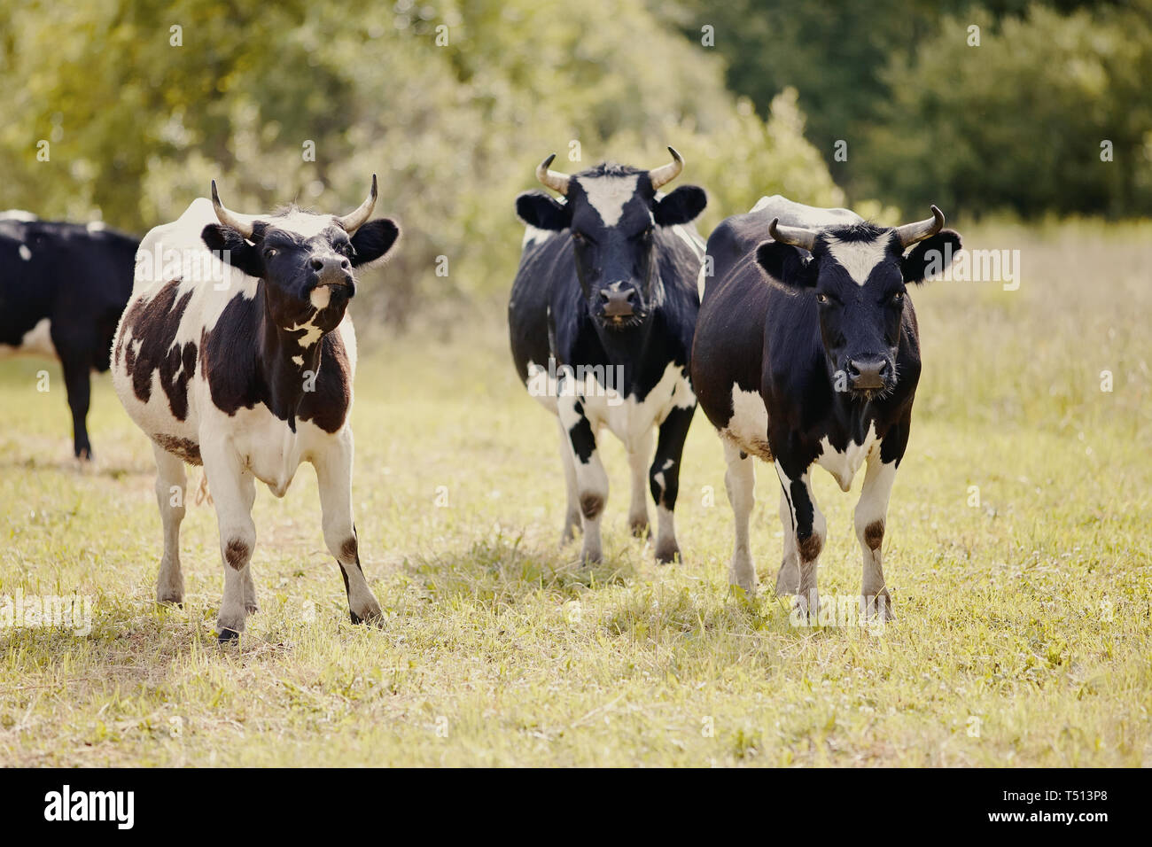 Black and white bull calves hi-res stock photography and images - Alamy