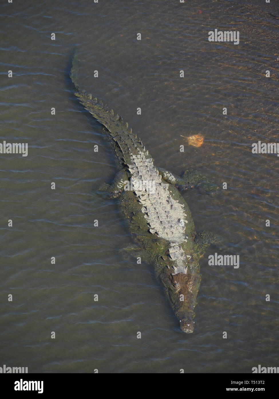 Wildlife In Costa Rica Stock Photo Alamy