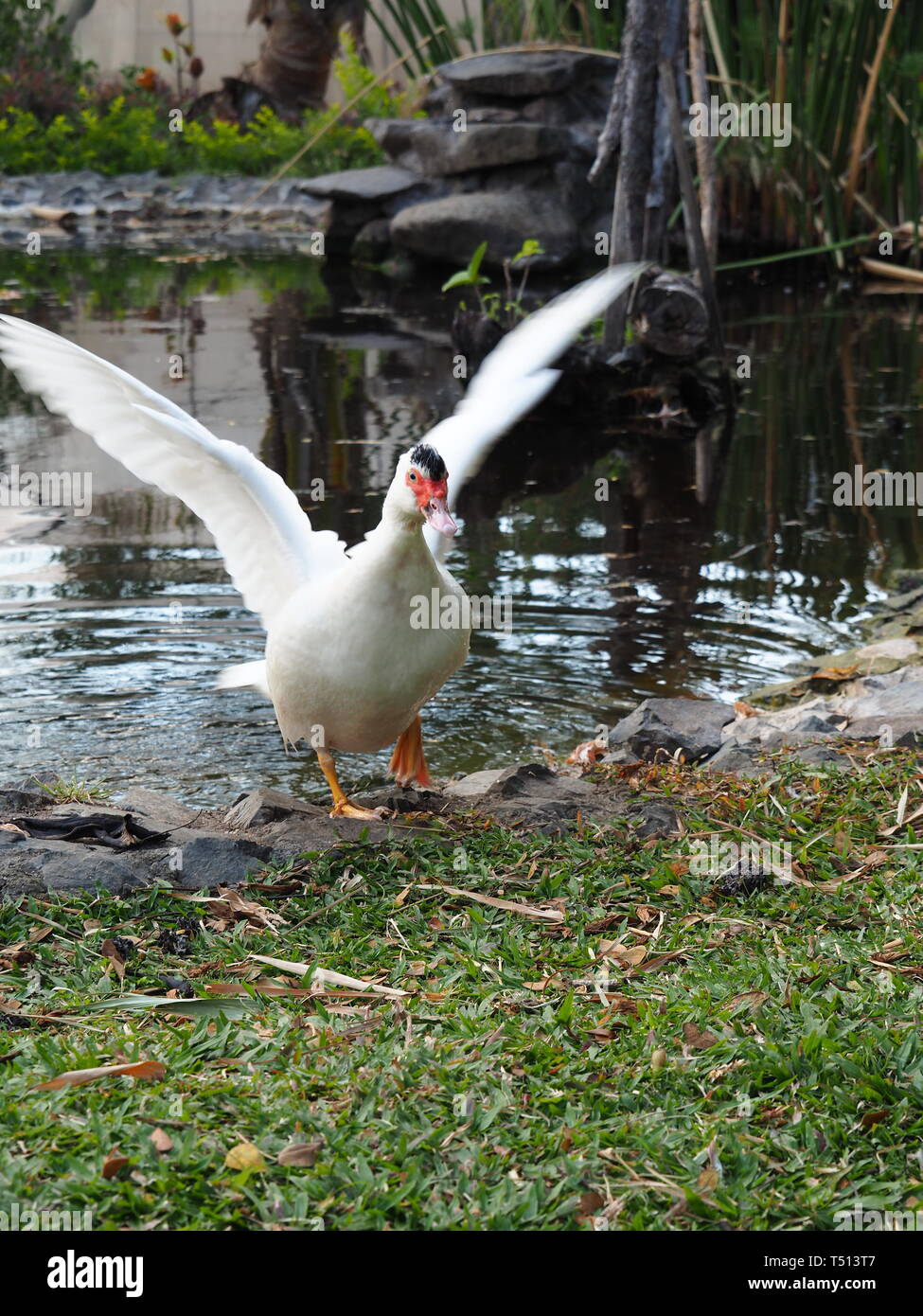 Wildlife in Costa Rica Stock Photo