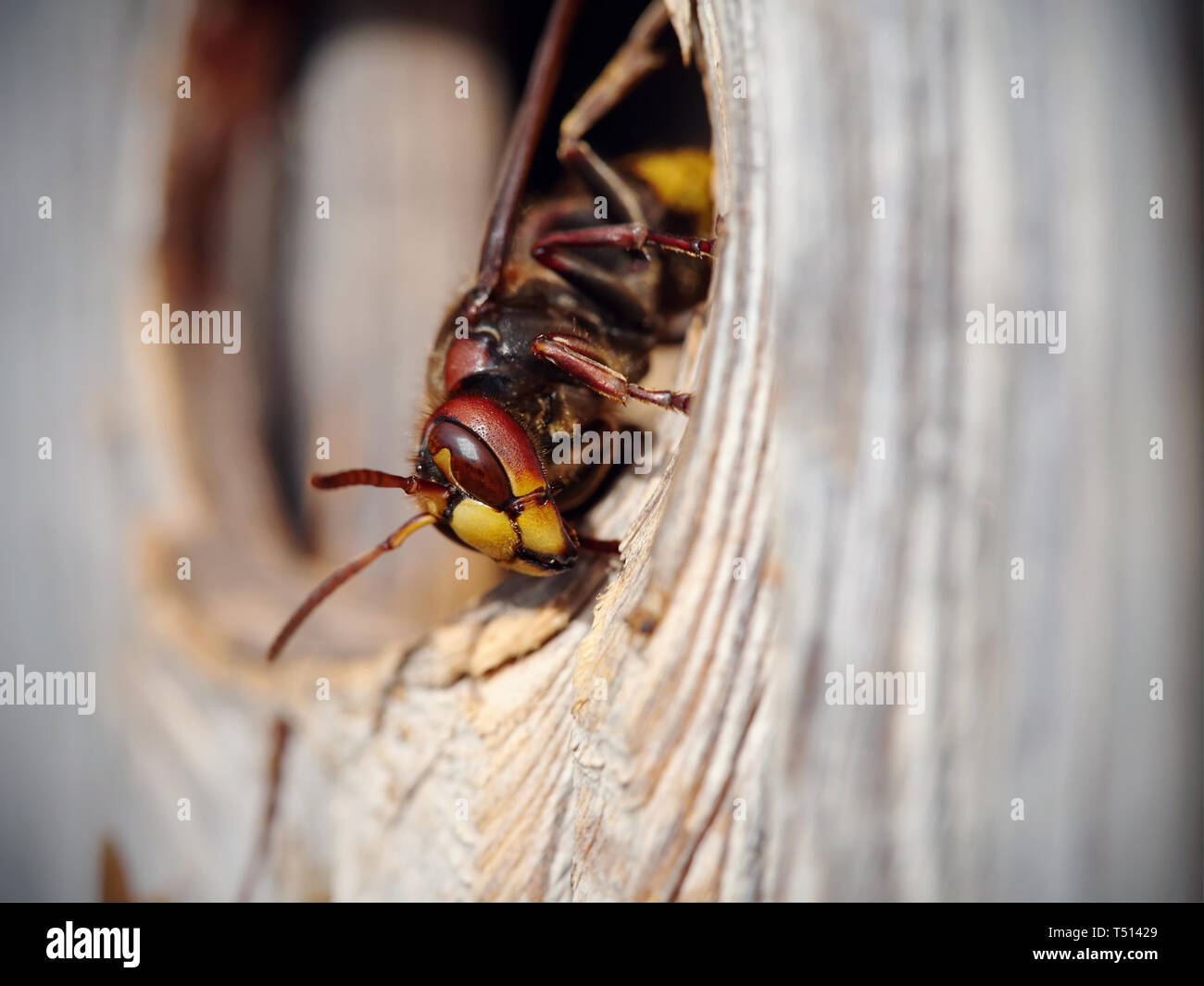 Big wasp - hornet about an entrance to a nest. Stock Photo