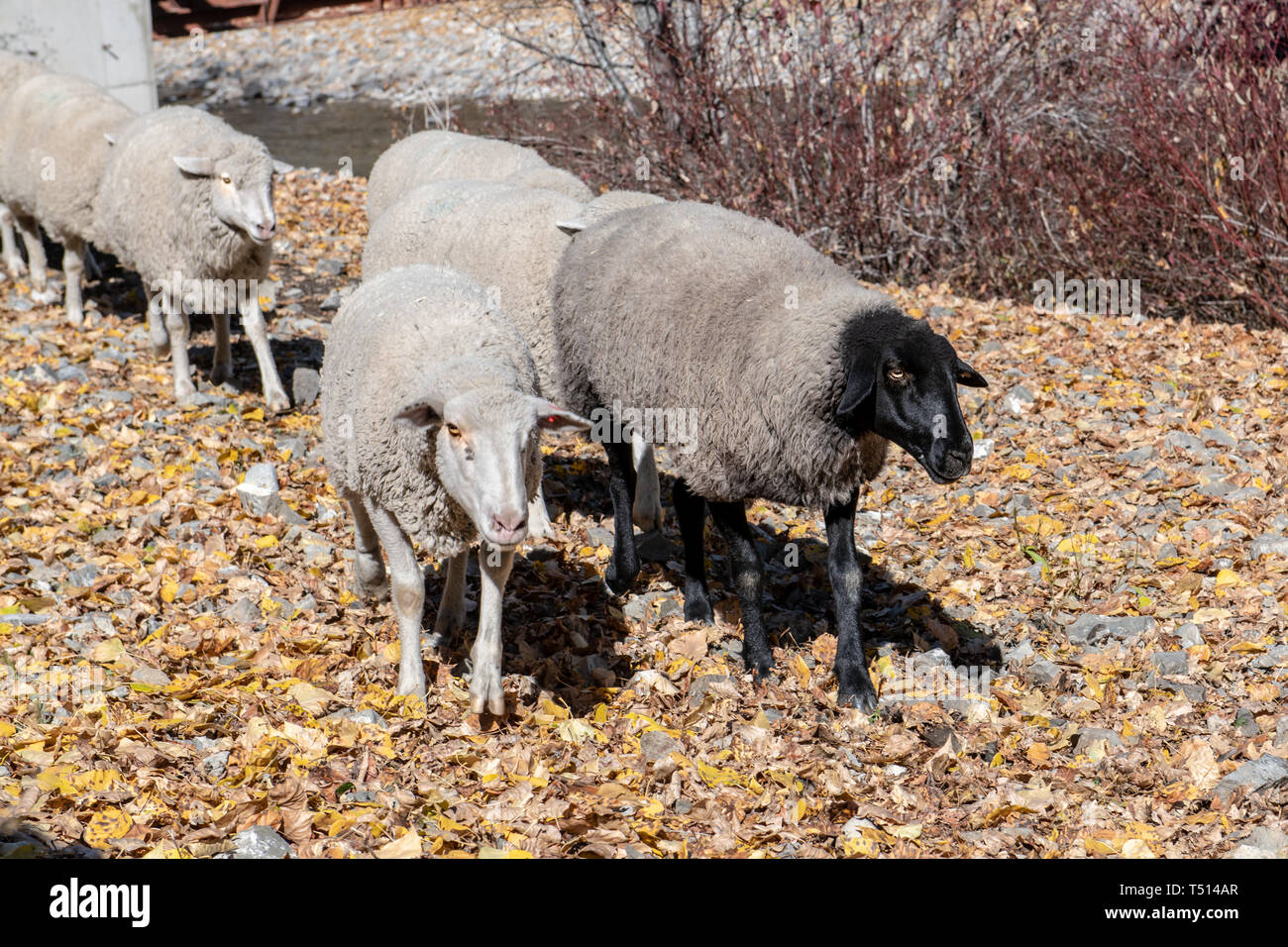 Trailing of the Sheep Festival in Idaho Stock Photo Alamy