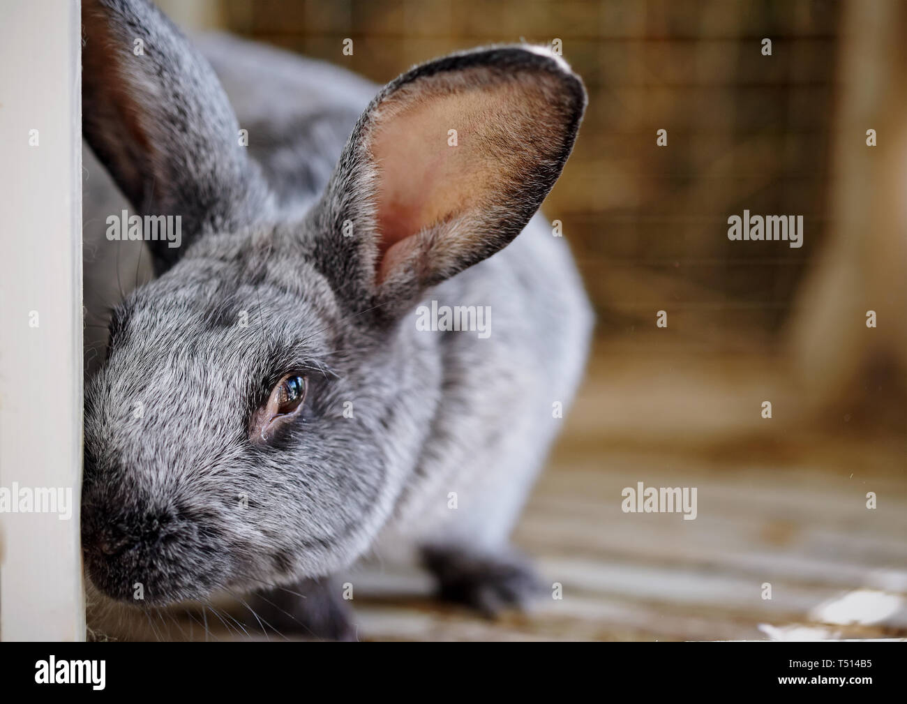 Portrait of a gray rabbit in a cage Stock Photo - Alamy