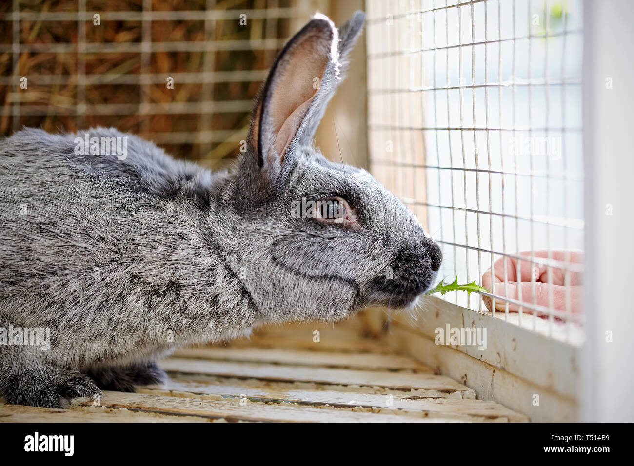 Portrait of a gray rabbit in a cage Stock Photo Alamy
