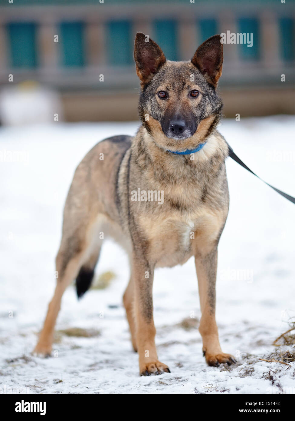 Doggie on walk. Dog on snow.  Not purebred dog. The large not purebred mongrel. Stock Photo
