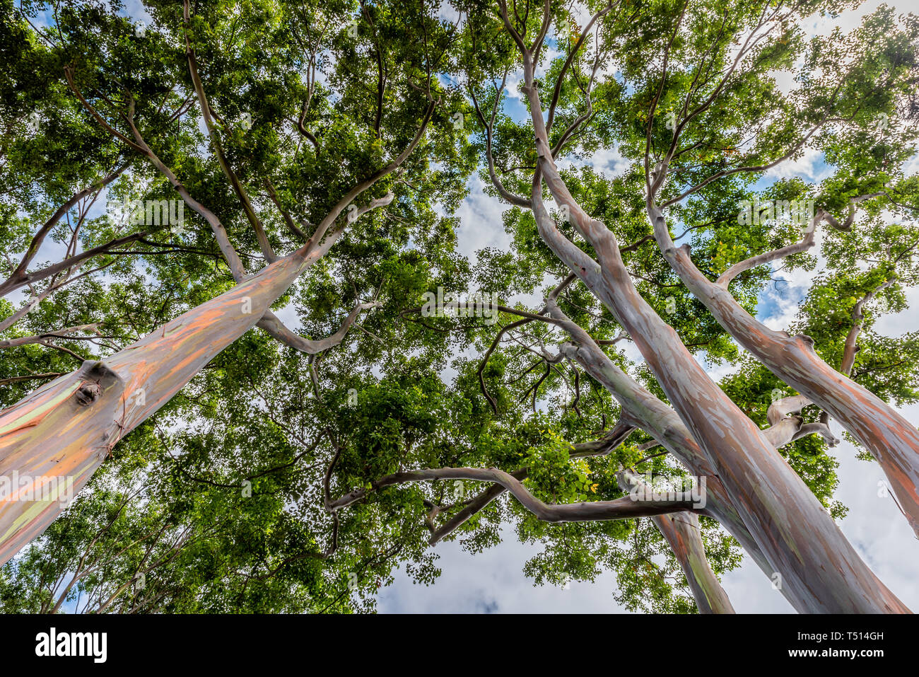 Colorful and Tall Rainbow Eucalyptus Trees on Oahu, Hawaii Stock Photo