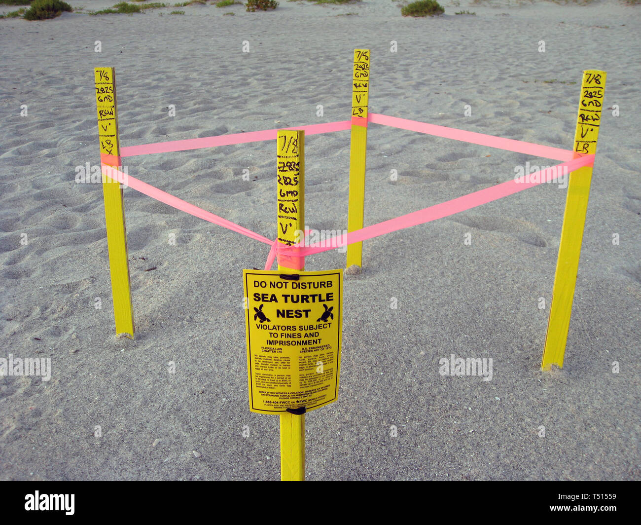 Florida official state reptile hi-res stock photography and images - Alamy