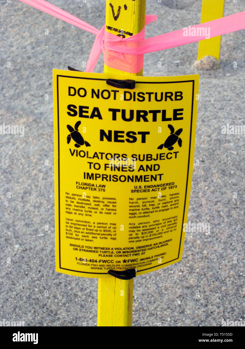 A bright yellow sign warns people away from the protected nesting site of a loggerhead sea turtle that has come on shore during the night to dig a hole with her flippers and lay her eggs in the sandy beach on Longboat Key along the Gulf Coast of Florida, USA. The female covers the nest with sand after depositing about 100 ping-pong ball-size eggs, which hatch in about 55 days and the baby sea turtles head back into the Gulf of Mexico. In 2008, the loggerhead sea turtle was named the official state saltwater reptile of Florida. The turtle nesting season is May through October in Sarasota County Stock Photo