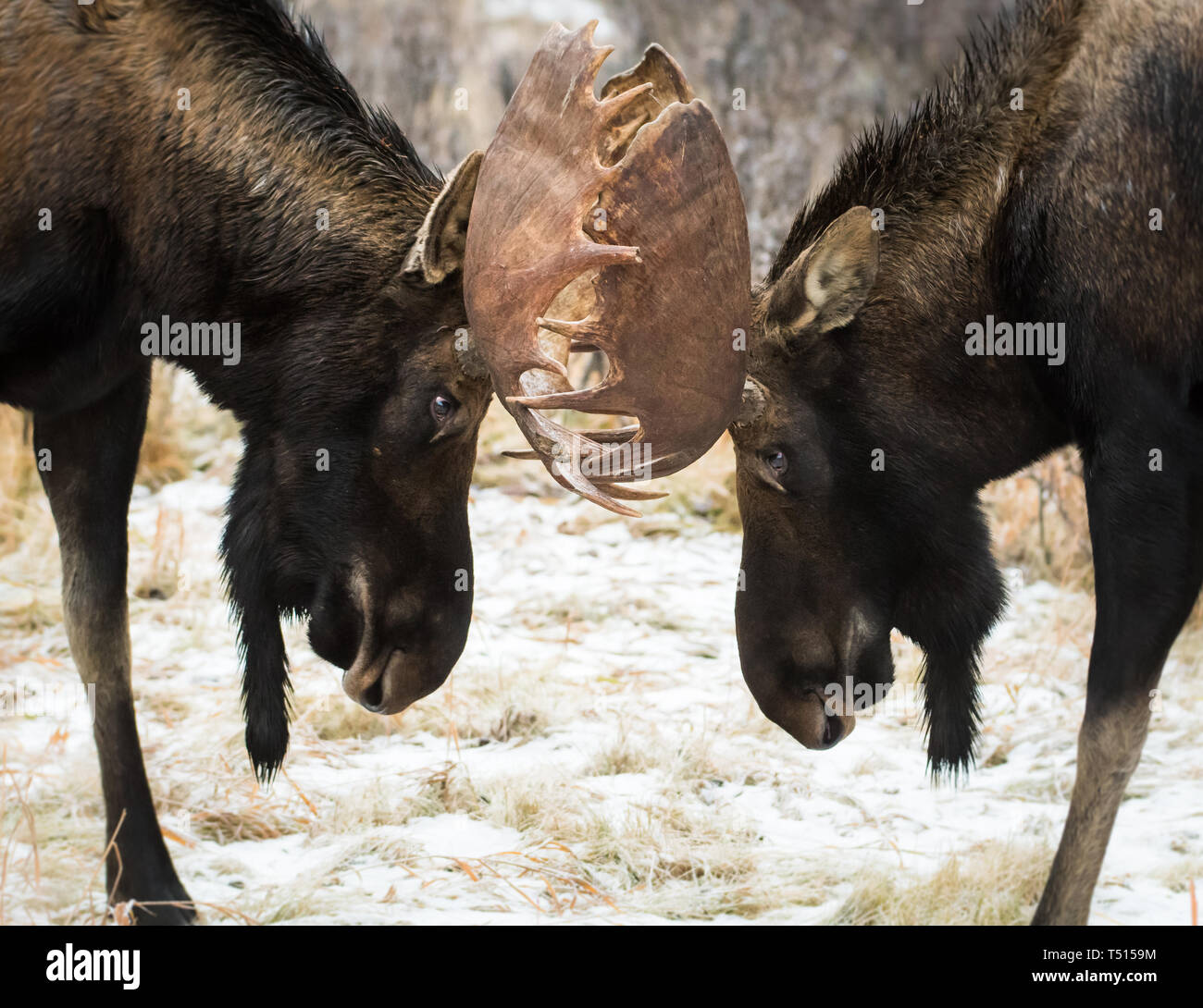 Moose during the rut Stock Photo - Alamy