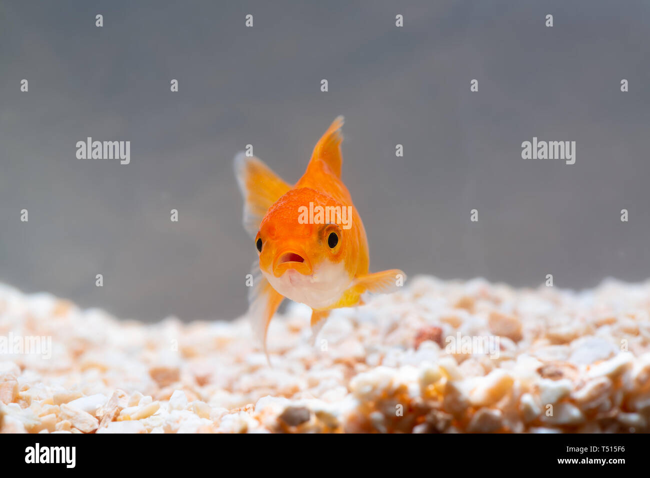 Gold Fish Or Goldfish Floating Swimming Underwater In Fresh