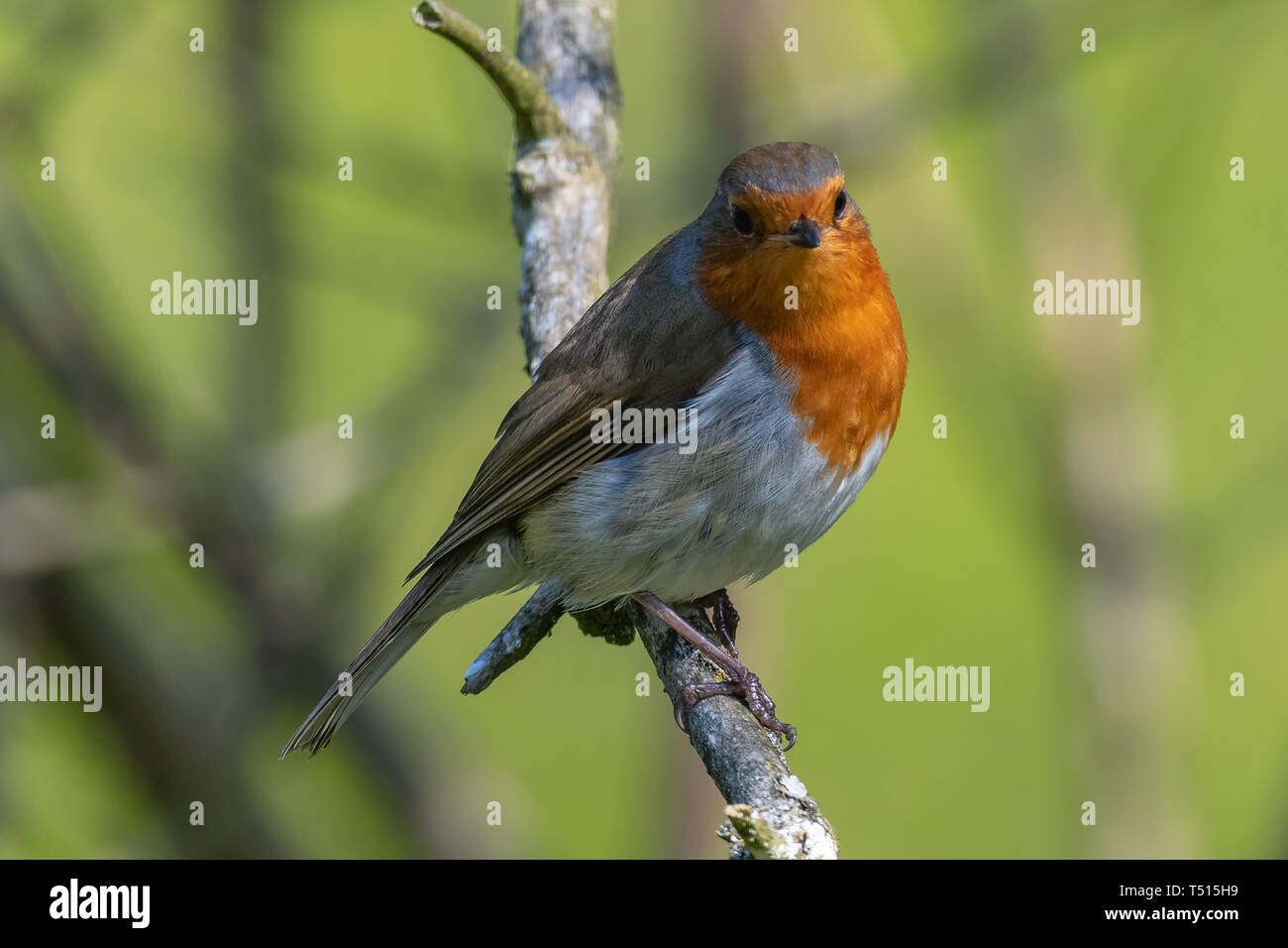 European robin (Erithacus rubecula Stock Photo - Alamy