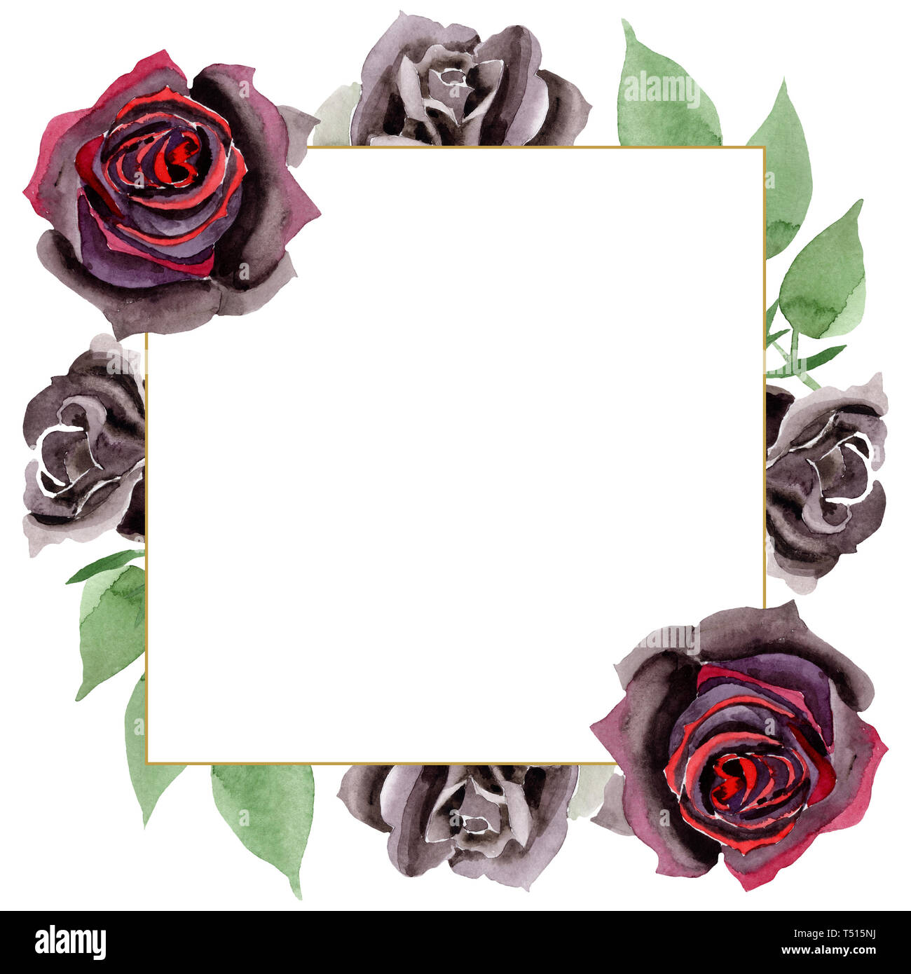 Black rose floral botanical flowers. Watercolor background illustration  set. Frame border ornament square Stock Photo - Alamy