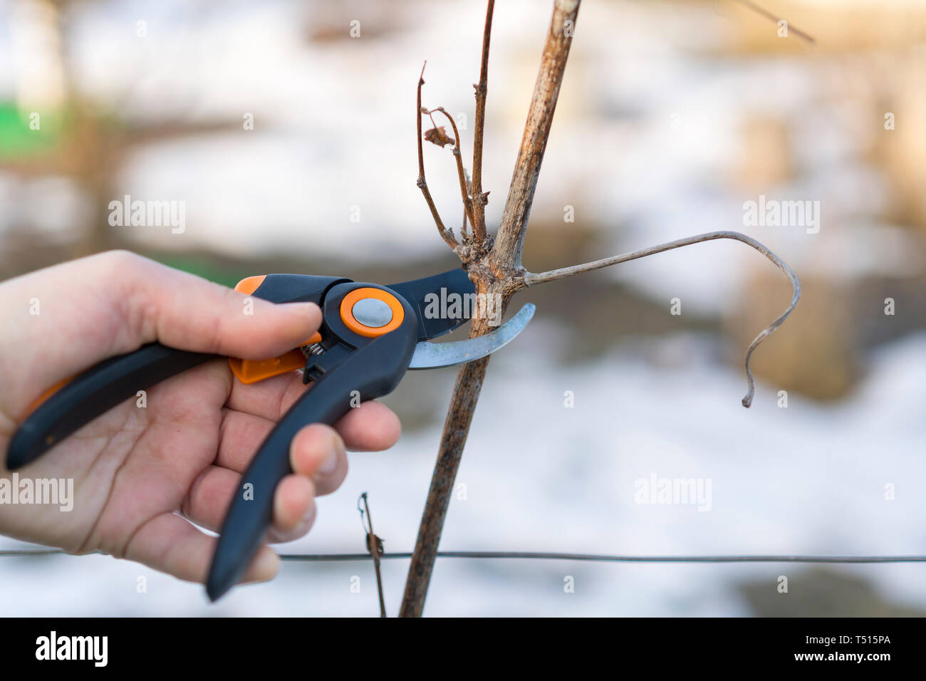 Trimming the tree with a cutter. Spring pruning of fruit trees. pruner