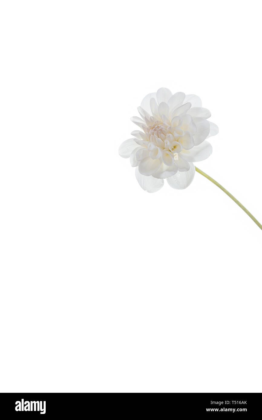 Hoa cúc trắng là món quà hoàn hảo để tỏ tình tình cảm hoặc đơn giản là để tặng người thân yêu của bạn. Với những hình ảnh về hoa cúc trắng tuyệt đẹp, bạn có thể tìm thấy những thiết kế đáng yêu để trang trí thiết bị của mình và mang lại cảm giác nhẹ nhàng mỗi ngày.