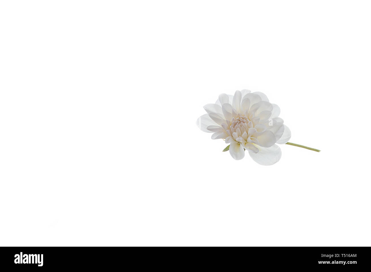 Chrysanthemums: Những đóa hoa cúc vàng rực rỡ trong hình ảnh sẽ khiến bạn cảm thấy yên bình và thư thái. Hãy thưởng thức hình ảnh tuyệt đẹp này và đắm chìm vào không gian yên tĩnh.