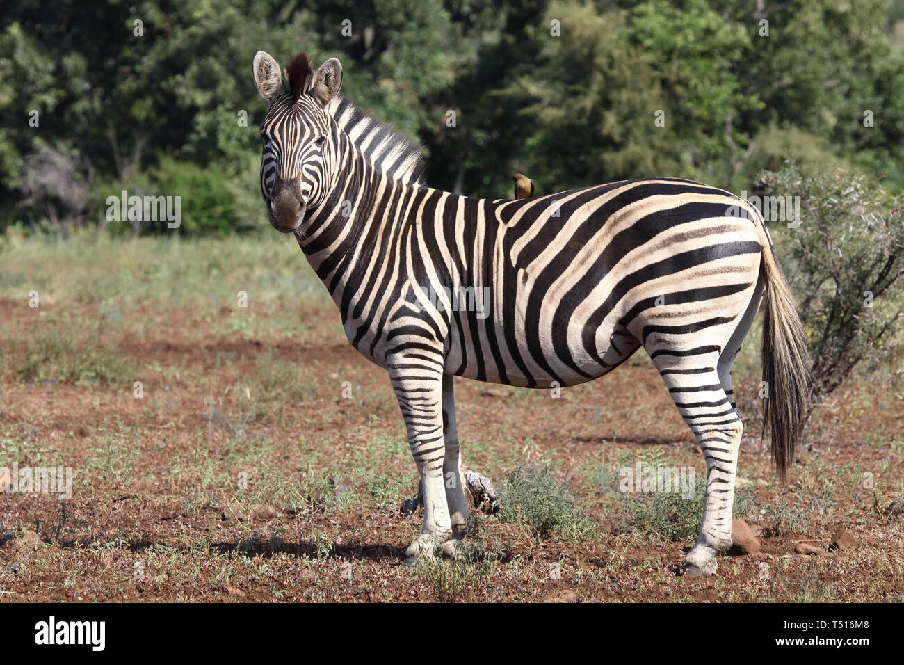 Steppenzebra Burchell S Zebra Equus Burchellii Stock Photo Alamy