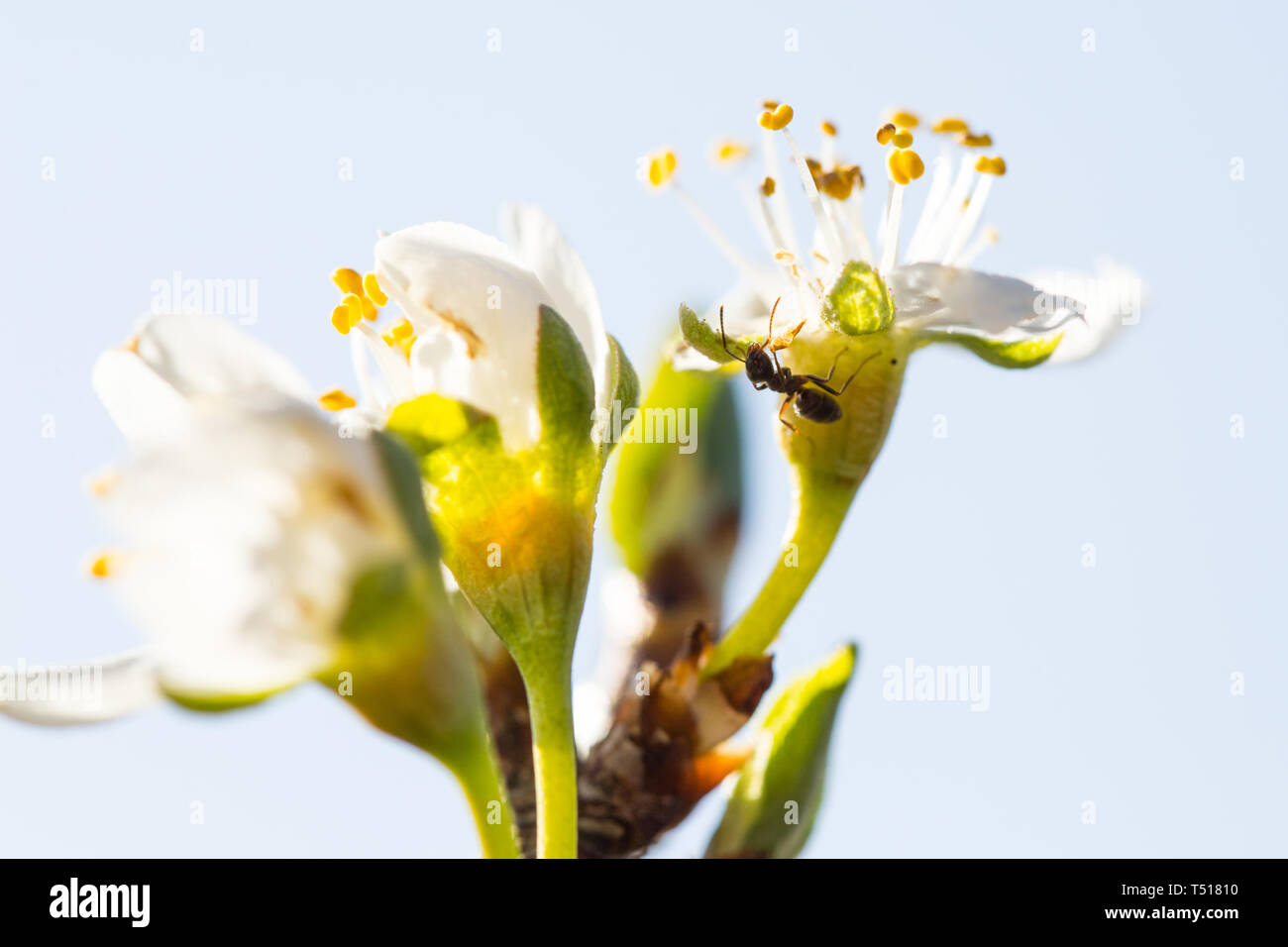 Polinator pollination hi-res stock photography and images - Alamy